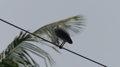 Ardeola grayii
