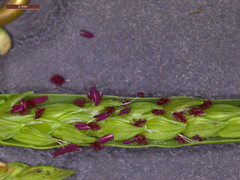 Paspalum acuminatum