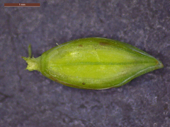 Paspalum acuminatum