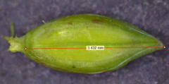 Paspalum acuminatum