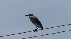 Ardeola grayii