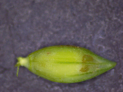 Paspalum acuminatum