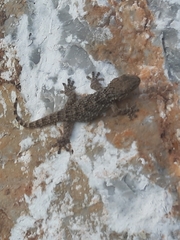 Tarentola mauritanica