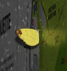 Eurema simulatrix