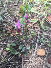 Monarda pectinata