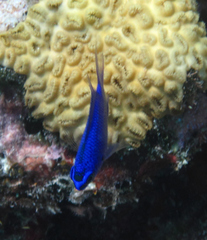 Chromis scotti