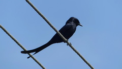 Dicrurus macrocercus
