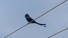 Dicrurus macrocercus