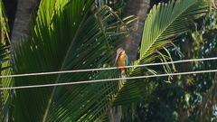 Pelargopsis capensis