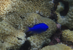Chromis scotti