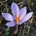 Crocus pallasii - Photo (c) Елена Алексеевна Р., some rights reserved (CC BY-NC)