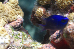 Chromis scotti
