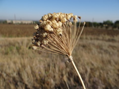 Allium decipiens