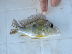Geophagus