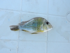 Geophagus