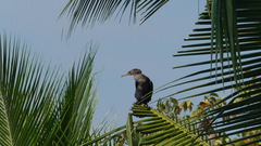 Phalacrocorax fuscicollis