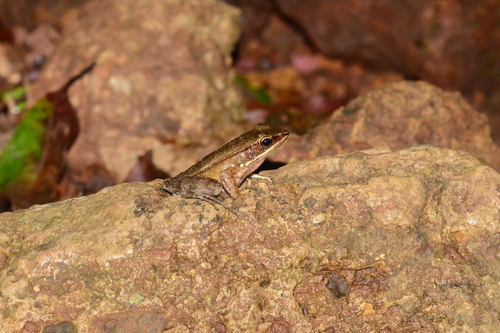 Maharashtra Golden-backed Frog, Hylarana caesari