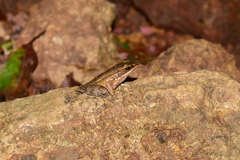 Indosylvirana caesari