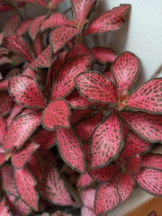 Fittonia