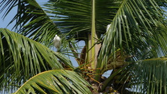 Ardea alba