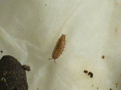 Trichoniscus pusillus