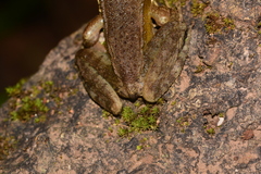 Indosylvirana caesari