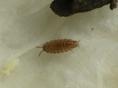 Trichoniscus pusillus