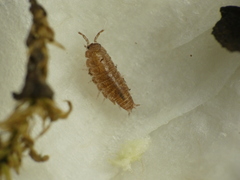 Trichoniscus pusillus