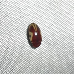 Chelonarium ornatum