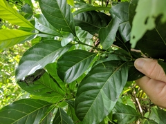 Aidia cochinchinensis