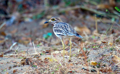 Burhinus indicus