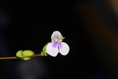 Impatiens lawii