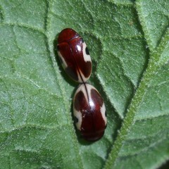 Chelonarium ornatum