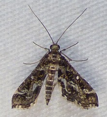 Diasemiopsis leodocusalis