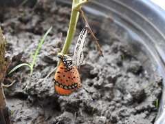 Acraea terpsicore