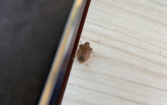 Peribalus strictus strictus