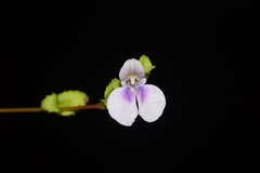 Impatiens lawii
