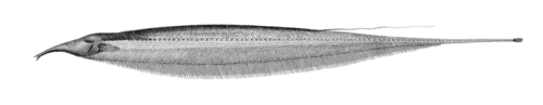 Sternarchorhynchus