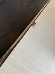 Peribalus strictus strictus