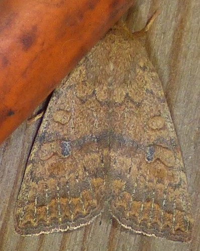 Bicolored Sallow photo 6