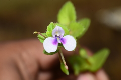 Impatiens lawii