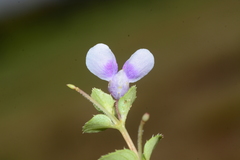 Impatiens lawii