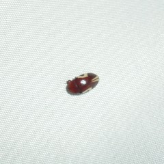 Chelonarium ornatum