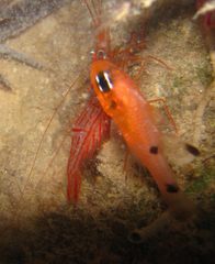 Apogon maculatus