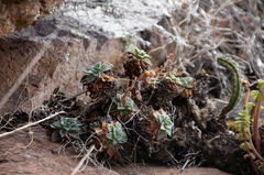 Echeveria cuscoensis