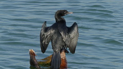 Microcarbo niger