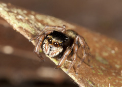 Ilargus