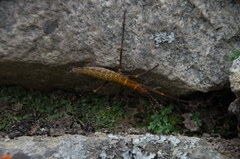 Peruphasma transversatum