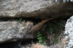 Peruphasma transversatum