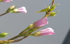 Ipomoea grandifolia